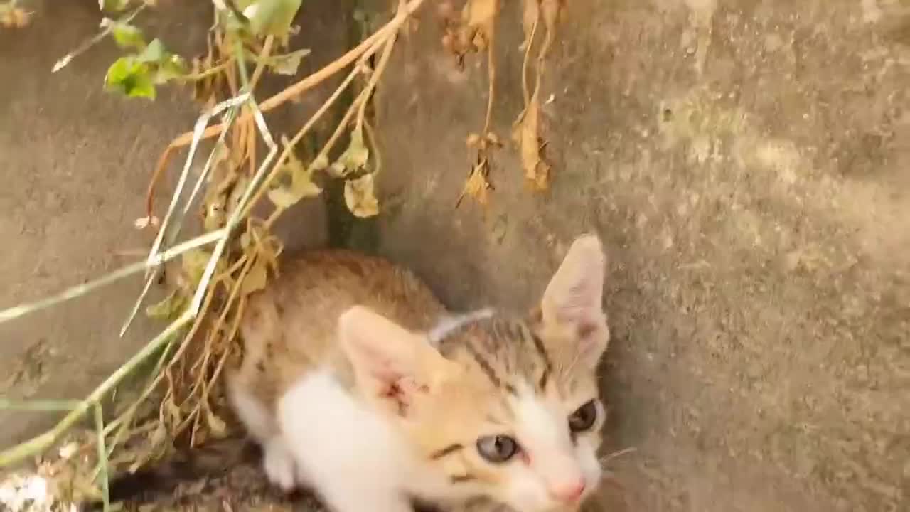 New shorts video for cats 😂😀😀😂