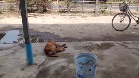 Wow Nice Fake Tiger Prank Dog!!! Dog Run