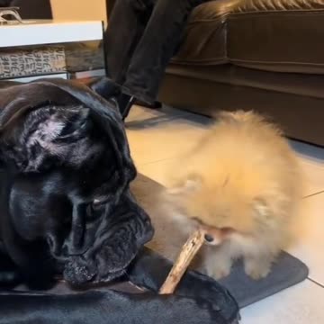 Funny animal moments