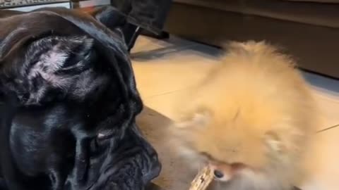 Funny animal moments