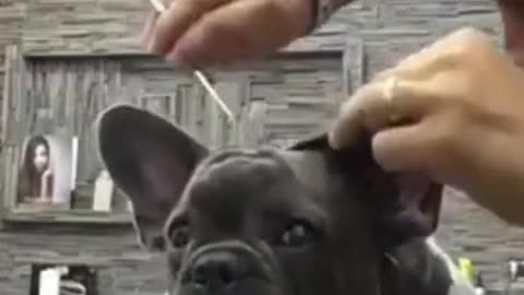 dog funny videos Funny and Cute DOG Videos Compilation