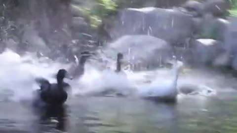 6 Things You Would Never Do To Animals