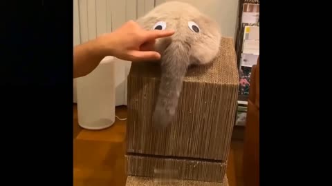 💗Cute And Funny Pets Try Not To Laugh To These Pets Compilation #6💗