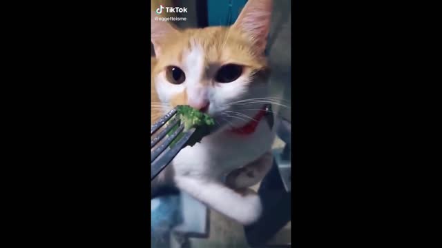 Funny cat does not want to eat // #shorts #short #tiktok