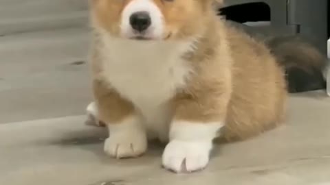 It's The Cute eyes that my Dog has