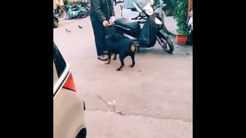 Funny Animals