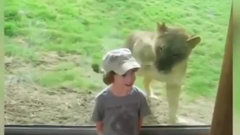 Boy got frightened when tiger came running towards him in a zoo😱😂