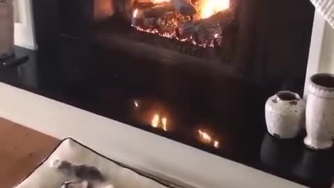 The richest cat in the world