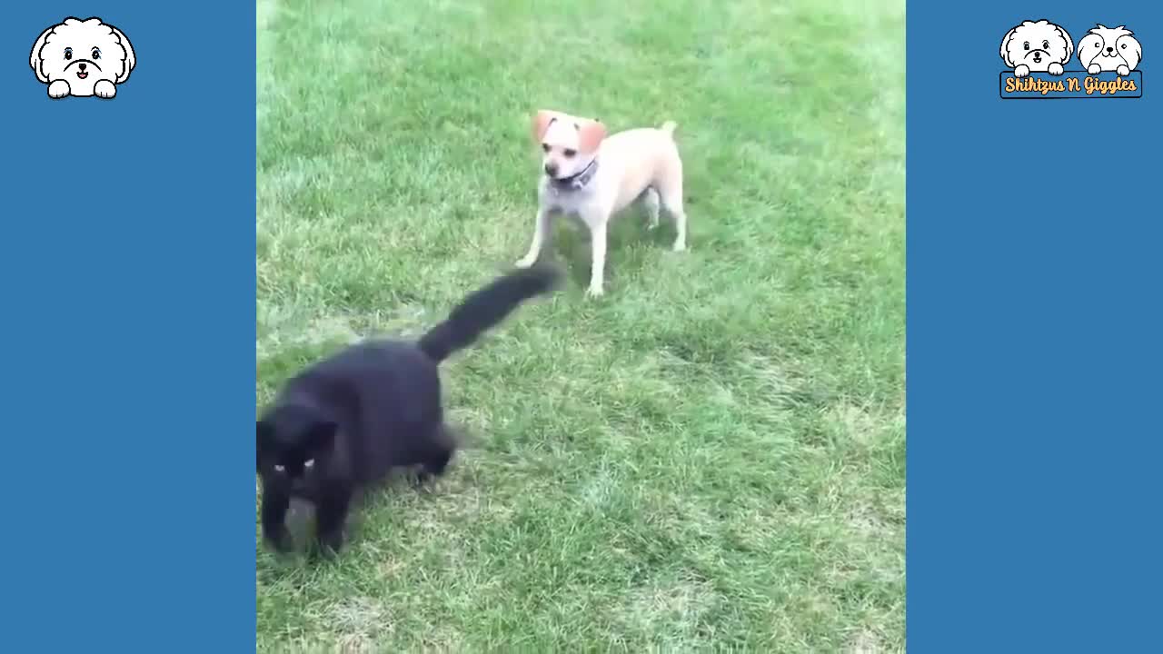 Moments! Funny Animals Compilation 2021