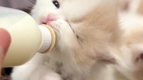 The kitten said, "Mom, I'm hungry!"