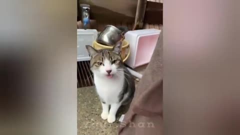 When you have a best friend named cat funny Animals Moments 2024
