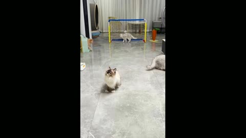 funny animal video compilation