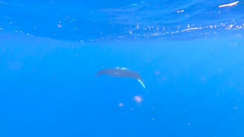 Beautiful Manta Rays Fish #shorts #viral #shortsvideo #video