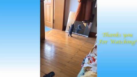 Soooo Cute!!! Funny Cats and Dogs Videos 2021