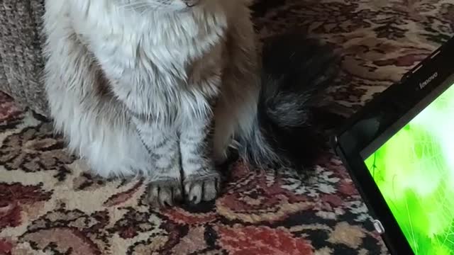 The cat wants to catch the spider on both sides of the tablet!