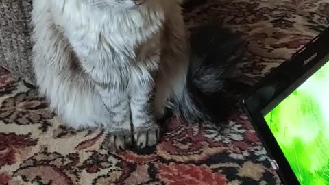 The cat wants to catch the spider on both sides of the tablet!