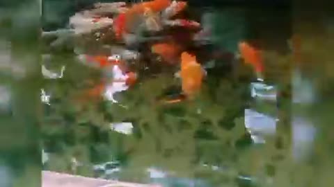 Koi fish pond (50)