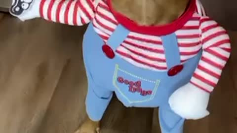He like it