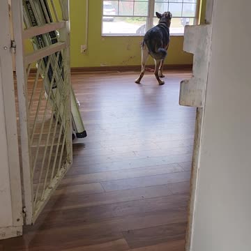 Shadow Wanting to Go Walking NOW