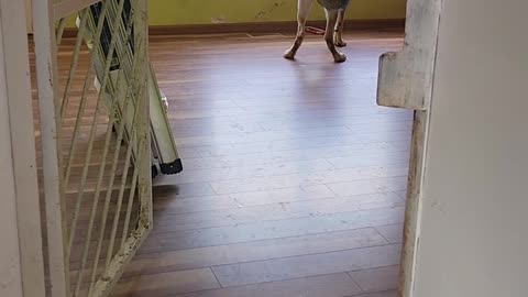 Shadow Wanting to Go Walking NOW