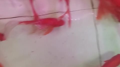 red feng shui fish