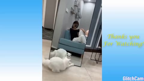 BuzzFeed Community to tell us what the weirdest thing their cat has ever done is. Here.