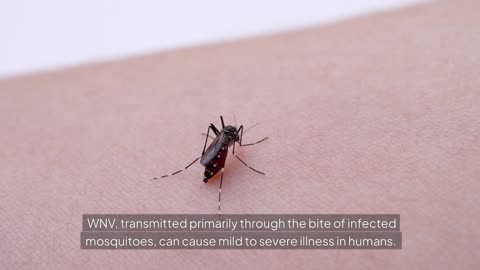 Massachusetts Confirms First Human Case of West Nile Virus in 2024: What You Need to Know
