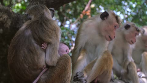 Baby monkey and the mother playing