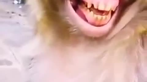 Funny monkey