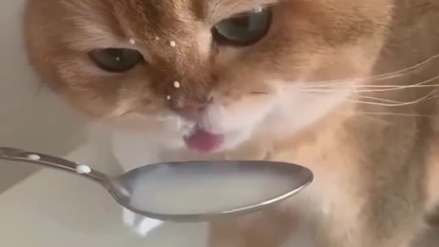 Cute cat baby drinking water much funny videos