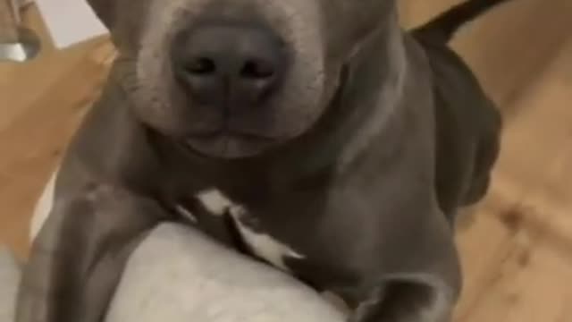Funniest Dog Videos - Watch her reaction to being call beautiful