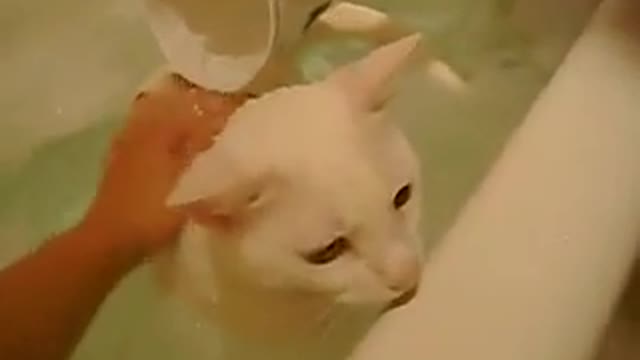 Cat Taking a Bath