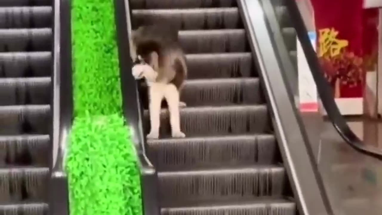 Funny Animals