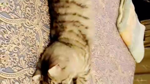 Lazy CAT