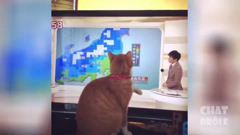 laugh whit funny cat's