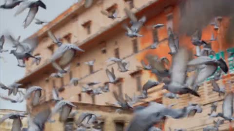 The pieoge is group flying so beautiful video