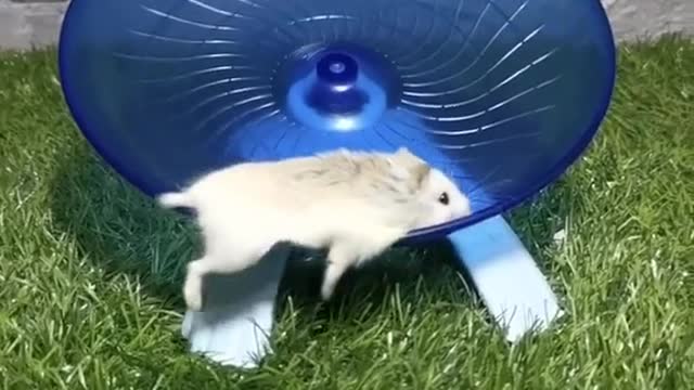 Can't stop laughing animals 🐈😺 Cute #46💋🥺