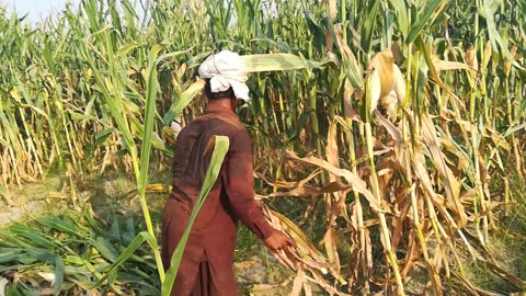 Corn harvesting somewhere in Asia