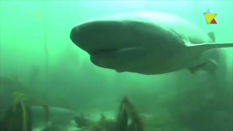 Strange abyssal fish
