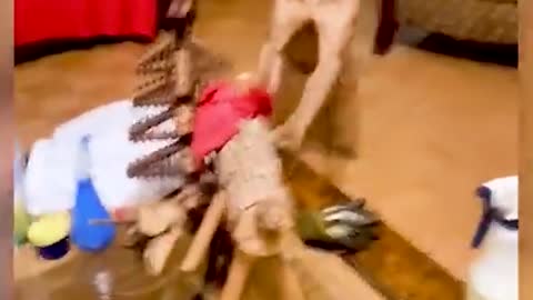 This is play time Best patient dog | Funny Dog Videos