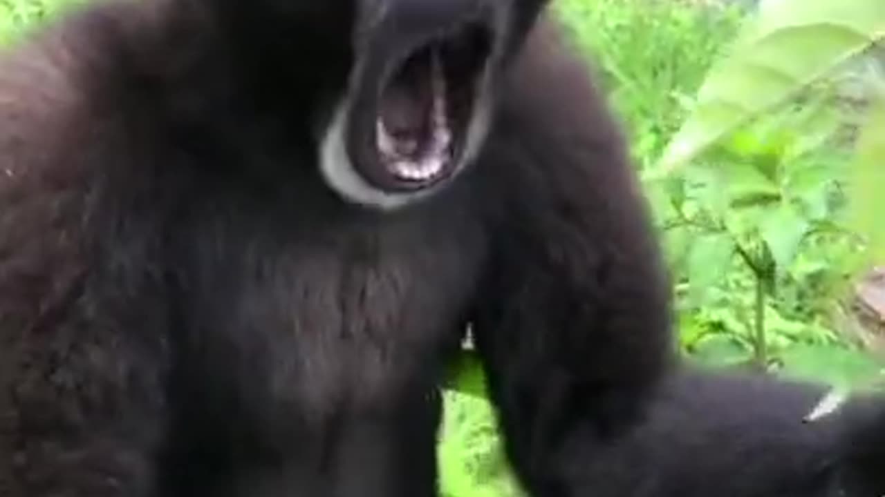 animals videos funny