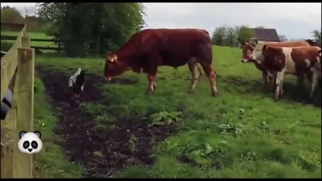 Funny rooster