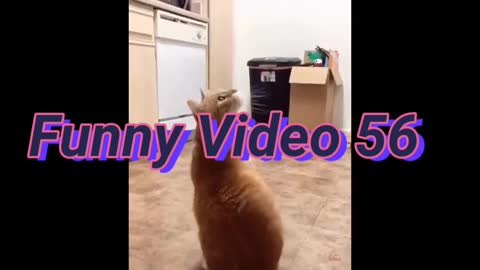 Funny cats video