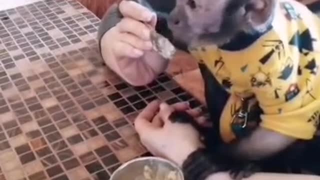 Как Мироша ест кашу