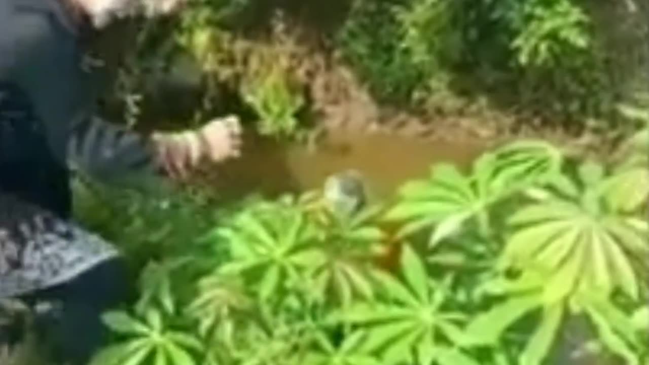 Funny Videos Compilation