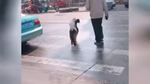 Cute pets having fun