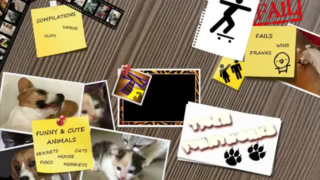 HILARIOUS MOMENTS caught on CAMERA - You'll LAUGH a lot!