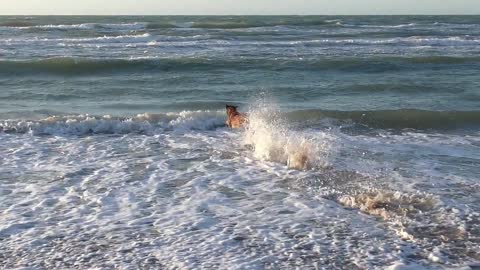 A dog attacking the sea waves.