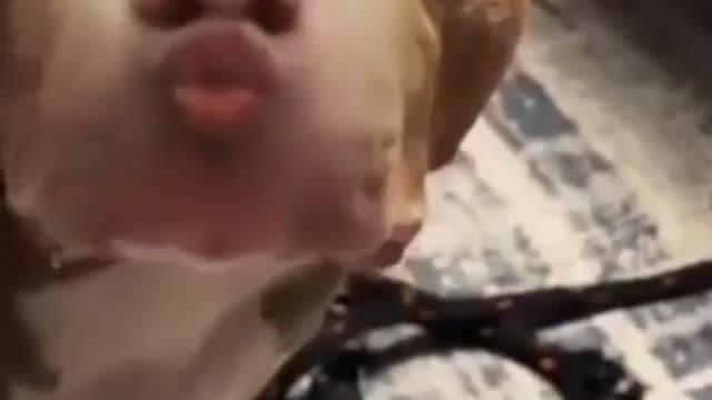 You should try this filter on your dog/ funny animals