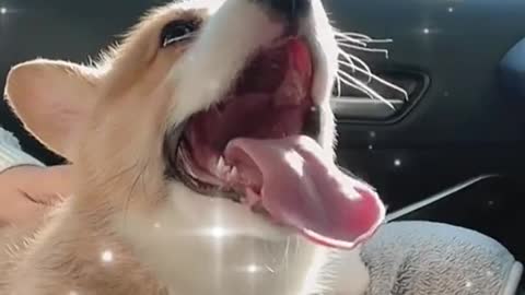 Cute sleeping